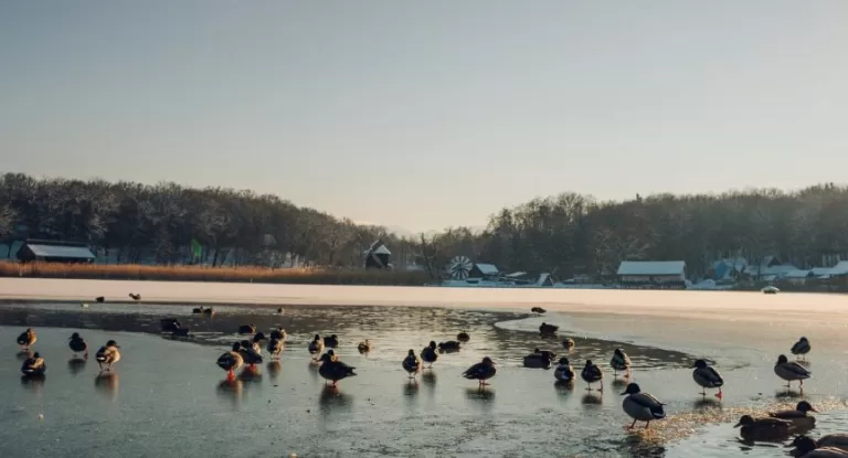 Programul Muzeului ASTRA în perioada sărbătorilor