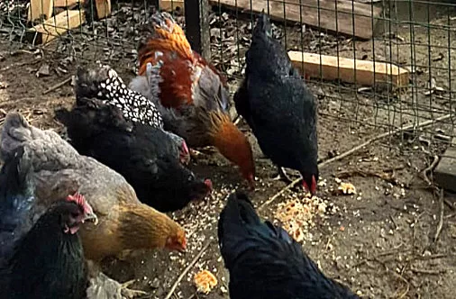 Gripa aviară nu a ajuns în județul Sibiu. Codlea rămâne cel mai mare focar de la nivelul României