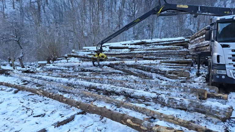 Societate specializată în prelucrarea și comercializarea lemnului, sancționată de polițiști