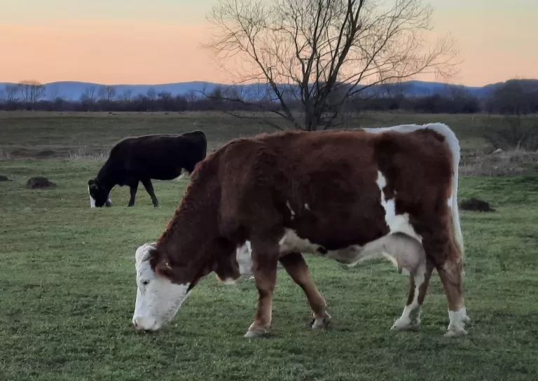 Cum să reduci amprenta de carbon a mâncării tale
