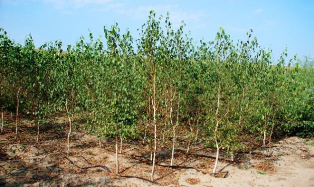 Doi dâmbovițeni au scos zeci de puieți din rădăcini din zona Porumbacu de Jos