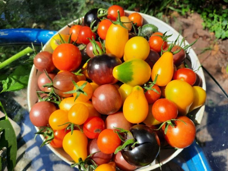 Îngrășămintele naturale, o variantă economică și sănătoasă pentru grădina ta