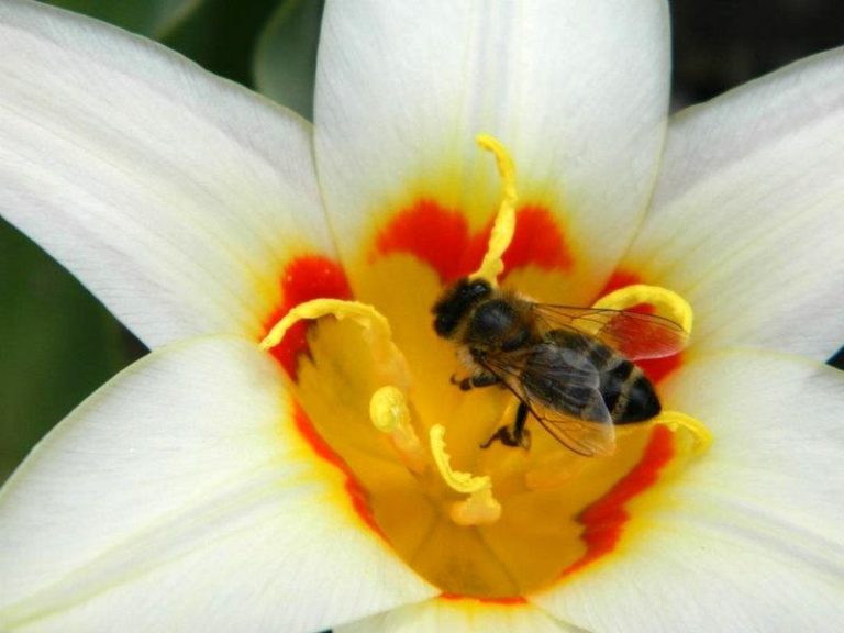 Zeci de specii de albine amenințate cu dispariția