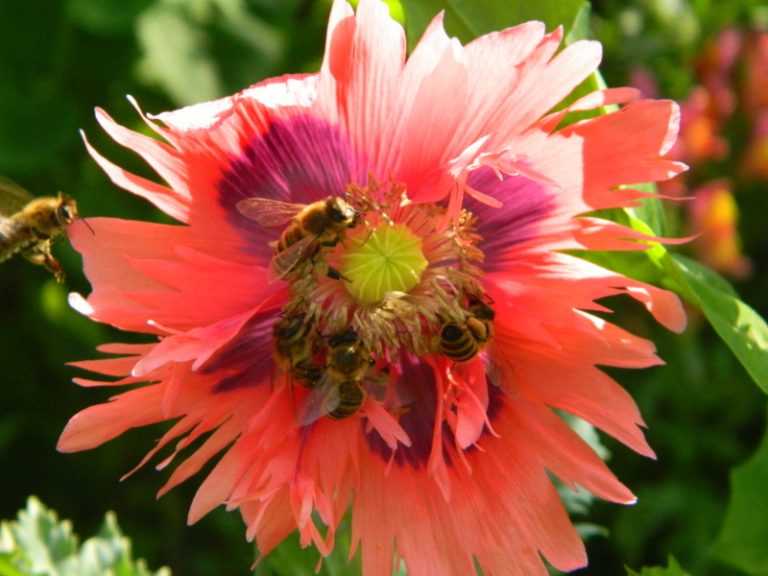 Insecte pe care ți le-ai dori în grădină