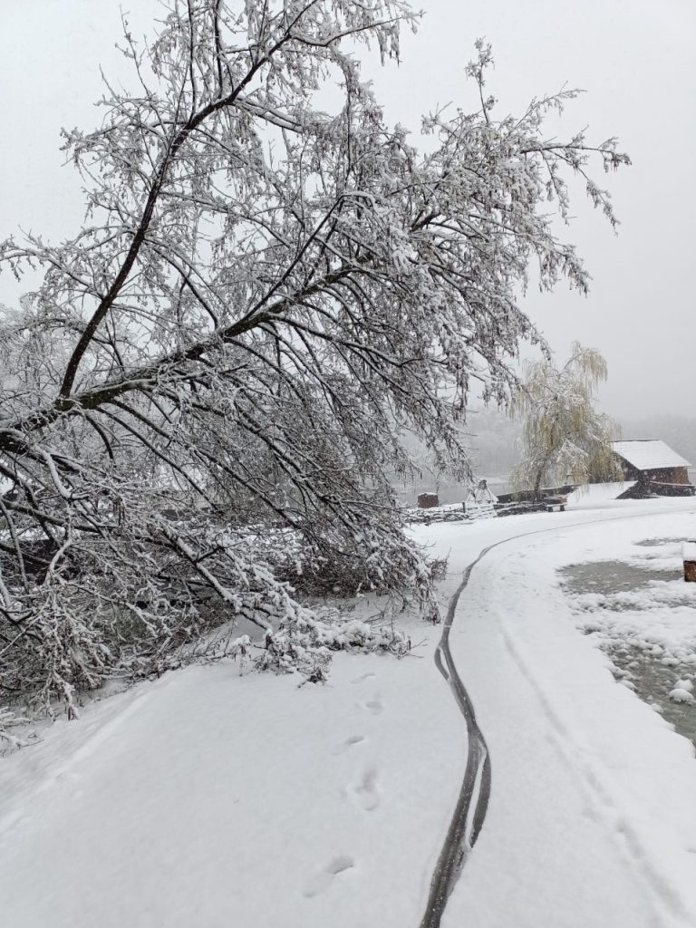 FOTO Trei copaci au căzut pe aleile din Muzeul Astra. Muzeul va fi închis astăzi