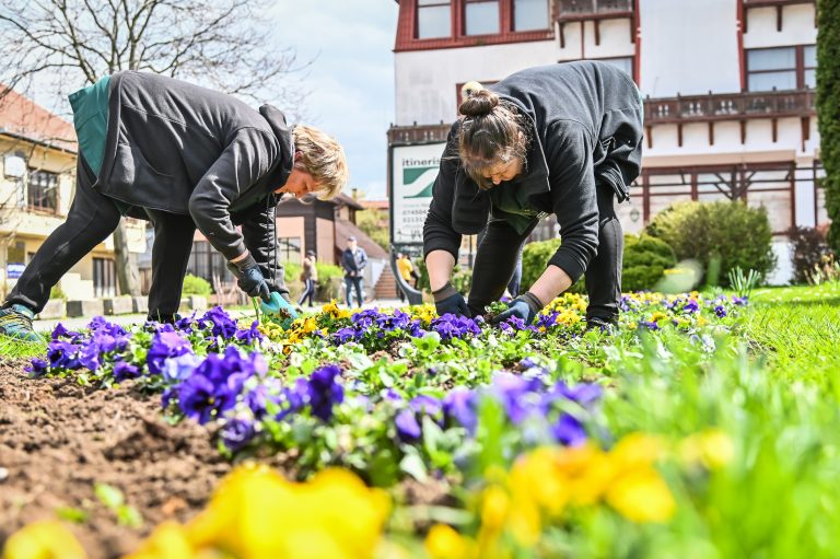 Încep plantările de primăvară la Sibiu