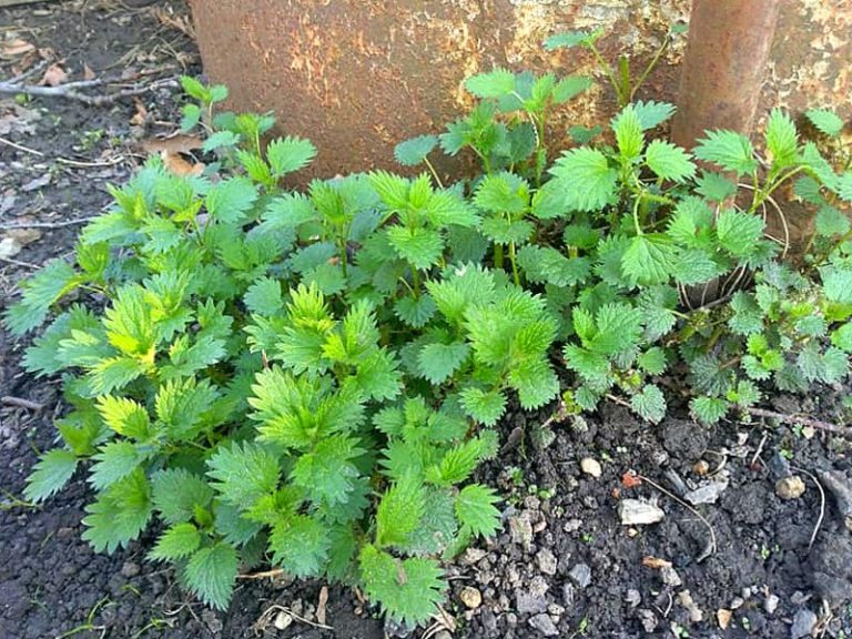 Cum să prepari tratamente naturale pentru plantele din grădină