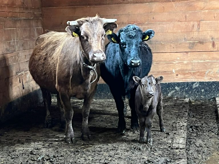 FOTO Noi locatari la Grădina Zoologică Sibiu