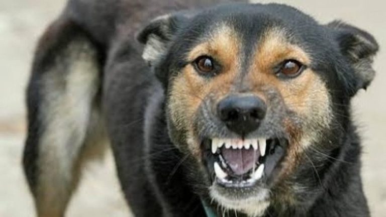 Cresc amenzile pentru nedeclararea și nerespectarea condițiilor de deținere a unui câine periculos