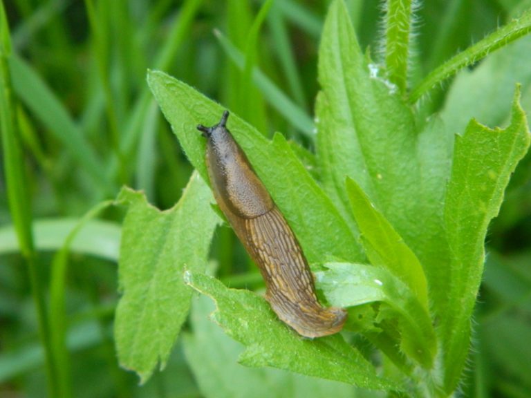 Cum să ții sub control cu metode naturale, limacșii și melcii de grădină