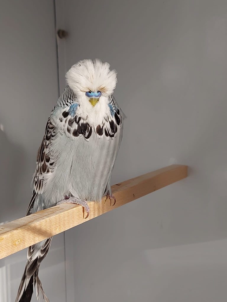 Cei mai frumoşi peruşi vin la Sibiu, la Grădina Zoologică