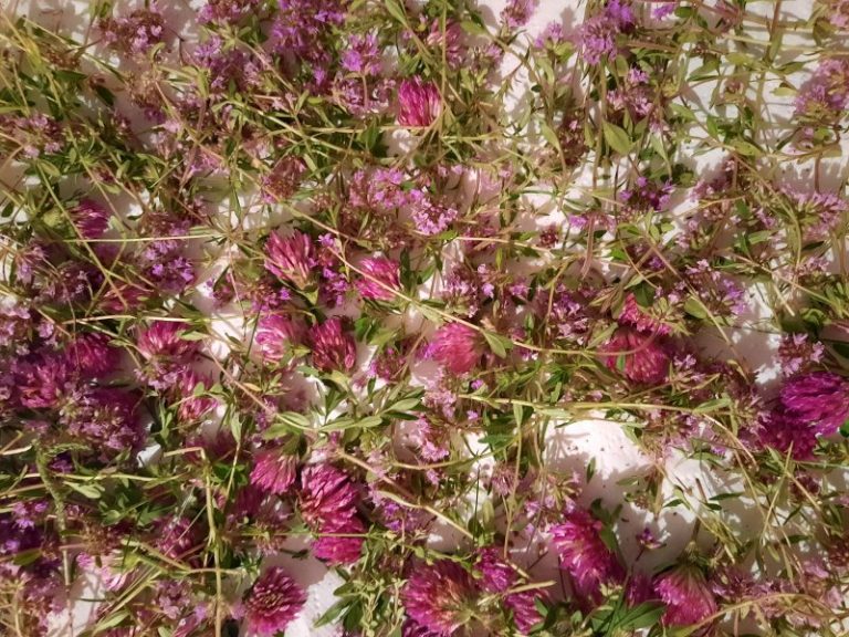 Farmacia bunicii. Ce plante medicinale puteți culege în luna mai