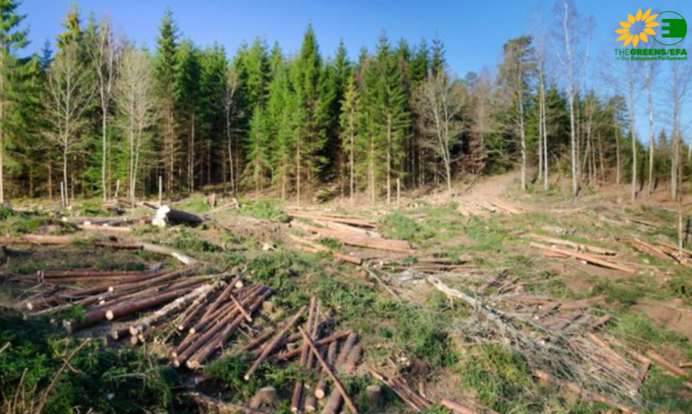 Opt europarlamentari analizează defrişările din Făgăraş