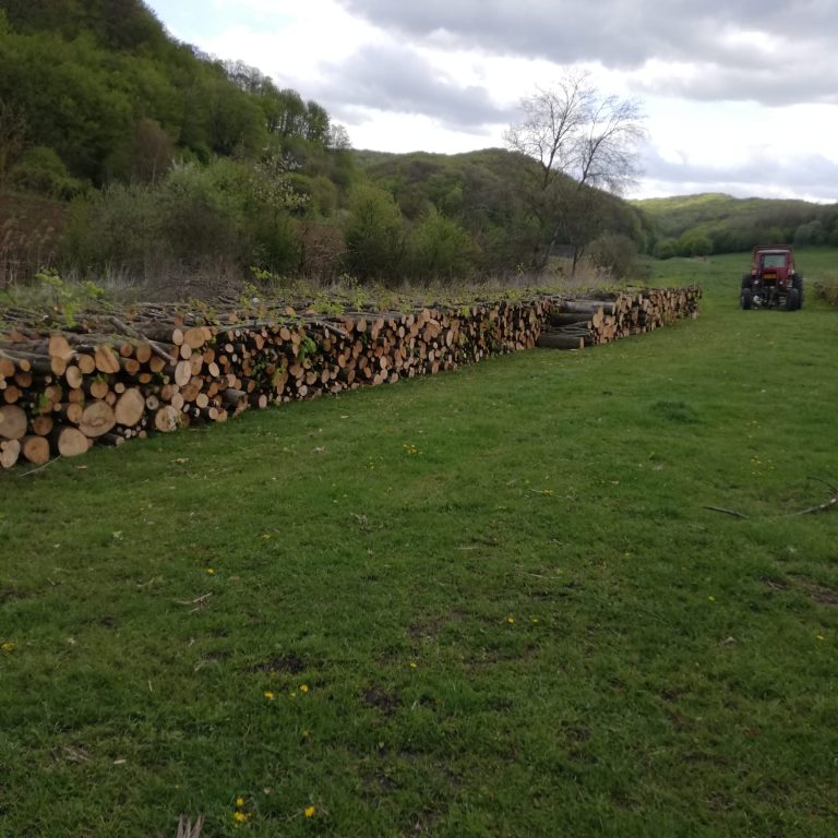 Trei bărbați din Orlat, cercetați pentru furt de lemne