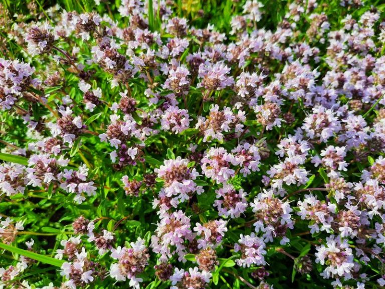 Farmacia bunicii. Câteva dintre plantele medicinale ale lunii iunie