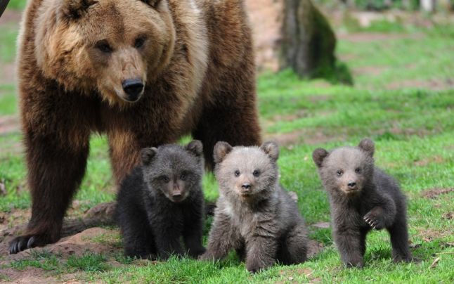 Ursoaică cu trei pui, în zona barajului Scoreiu