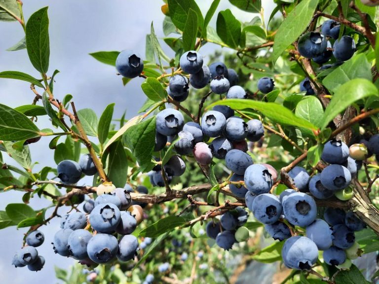 Farmacia bunicii: ce plante medicinale puteți consuma și recolta în luna august