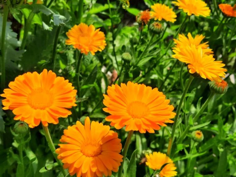 Este vremea să culegeți gălbenelele. Puteți profita din plin de beneficiile acestor plante medicinale.