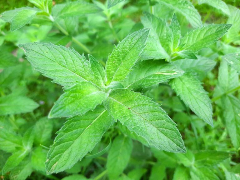 Farmacia bunicii. Ce plante medicinale puteți culege în luna iulie