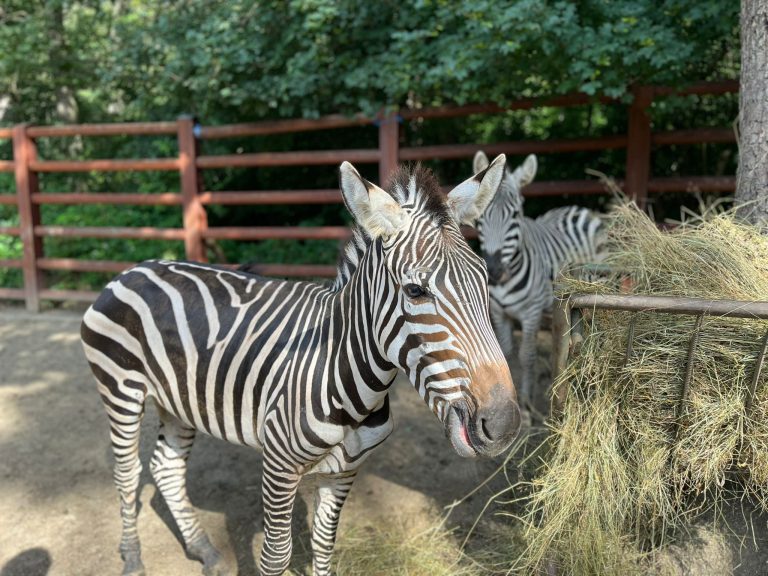 FOTO: Atracții noi la Zoo Sibiu. Zebră, cerb și 12 șerpi