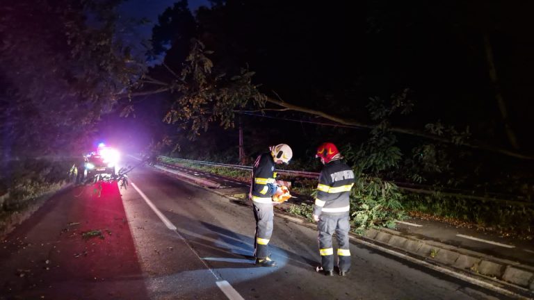 FOTO: Copac căzut pe Calea Dumbrăvii din Sibiu. Traficul rutier a fost afectat