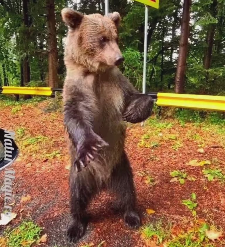 FOTO/VIDEO: Un urs „dirijează” traficul pe Transfăgărășan