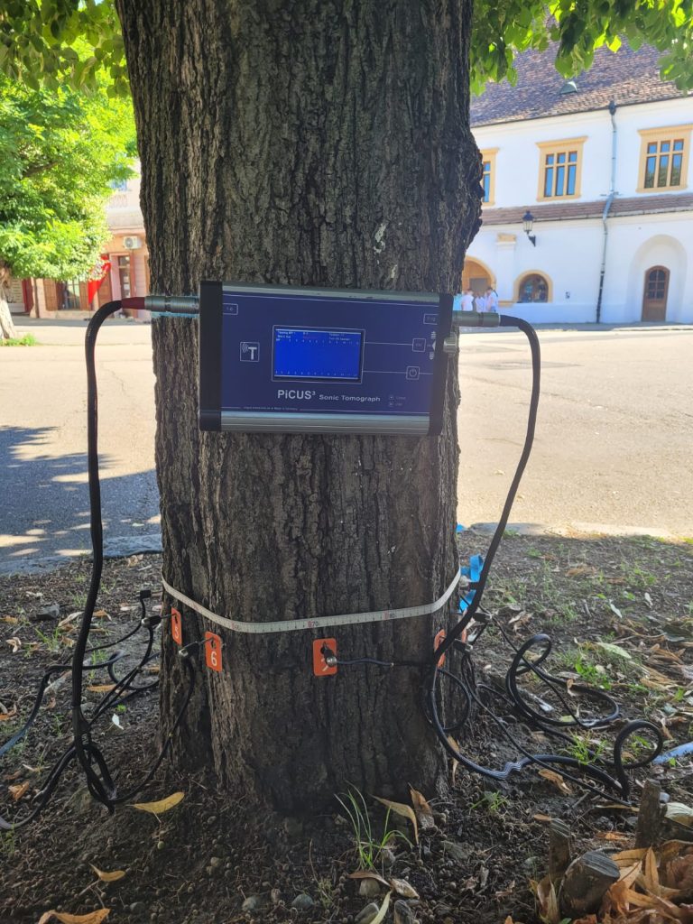 FOTO: Starea de sănătate a arborilor din centrul istoric al Mediașului va fi evaluată în această lună