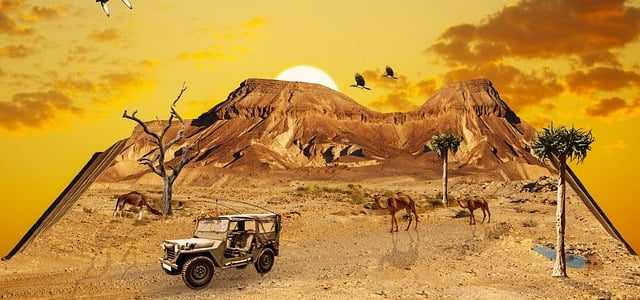 O afacere cu cămile