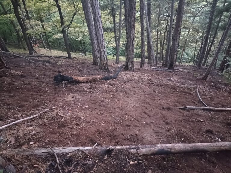 FOTO: Incendiu izbucnit în zona Pădurii Măgura din Cisnădioara