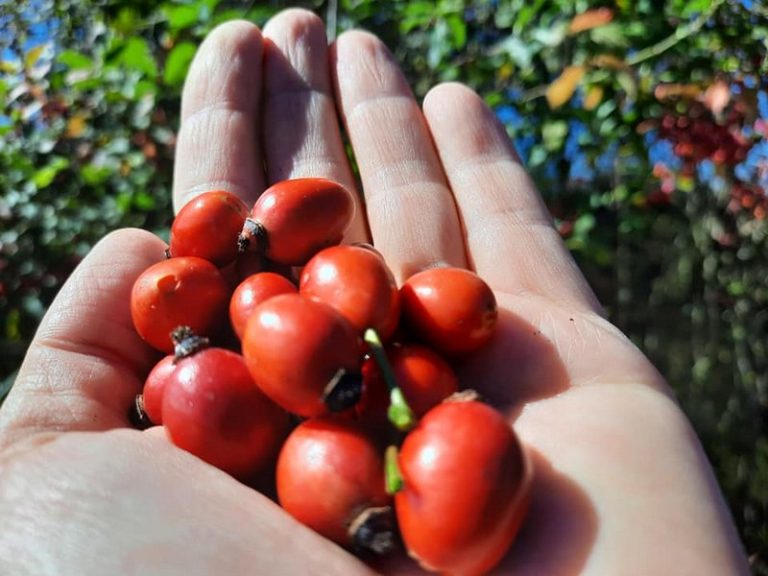 Farmacia bunicii: plante medicinale pe care le găsiți în luna septembrie