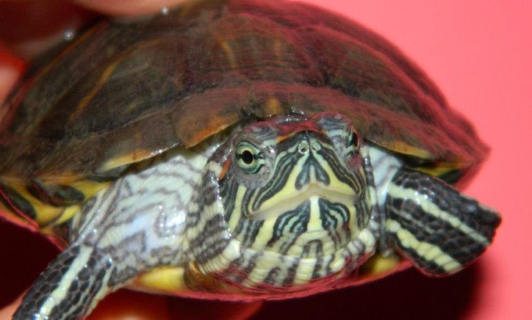 Speciile invazive – una dintre provocările lumii moderne