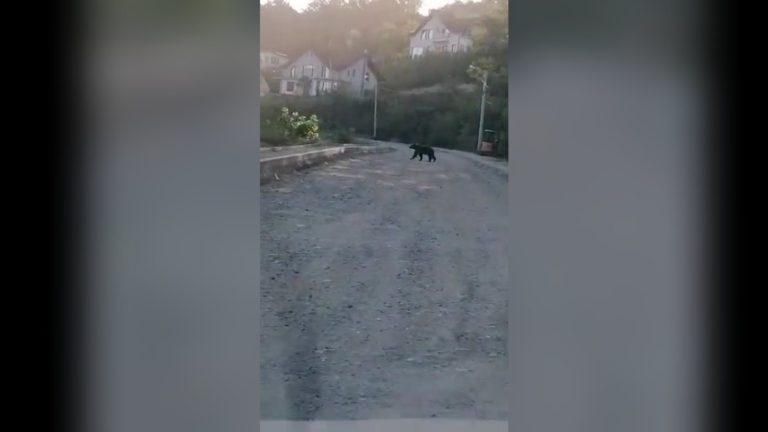 FOTO: Prezența unui urs, semnalată în Mediaș