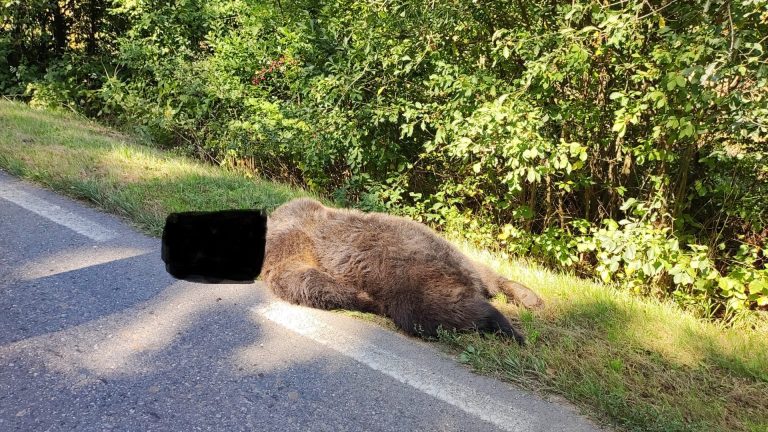 FOTO: Urs accidentat mortal de un autoturism, între Cisnădie și Șelimbăr