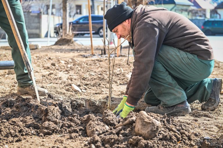 Toamna se numără arborii. Încep plantările de toamnă