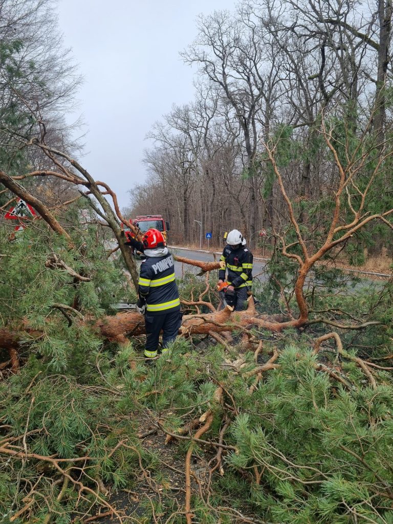 FOTO: Copac căzut pe Calea Dumbrăvii. În Tilișca, un pom a ajuns pe acoperișul unei case