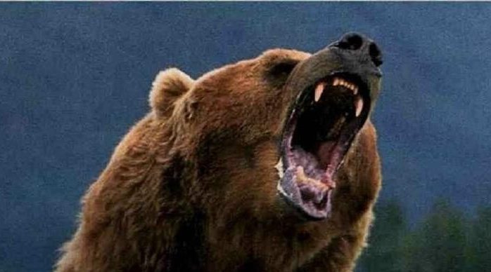 ULTIMA ORĂ: Turist mușcat de urs pe Transfăgărășan în timp ce încerca să-l hrănească