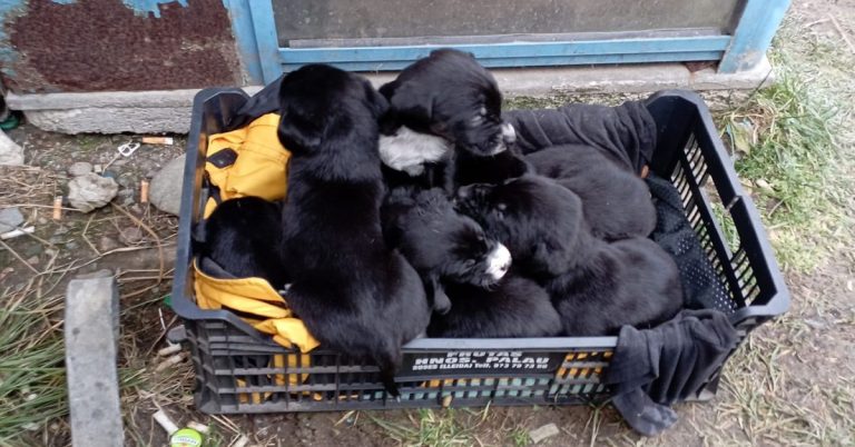FOTO – Indiferență maximă: 10 cățeluși abandonați dintr-o mașină cu numere de Sibiu