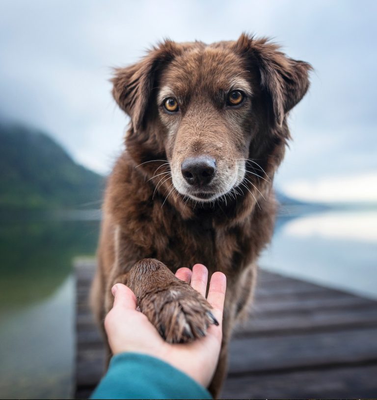 Dragostea necondiționată