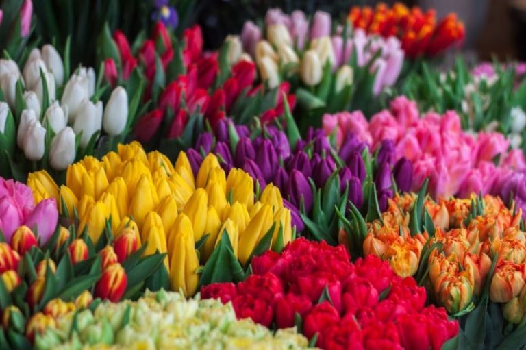 „Un dar de ziua ta”, spectacol pentru doamnele și domnișoarele din Mediaș