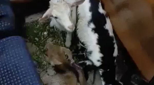 FOTO/VIDEO: Cu „stâna” în tren. Un bărbat și-a transportat caprele cu trenul sute de kilometri