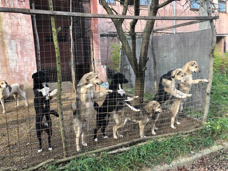 Cercetașii Turre Pitz Mediaș aleargă pentru câinii abandonați, la Maratonul Internațional Sibiu