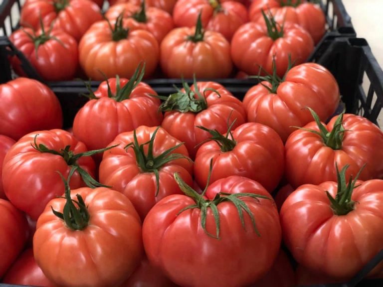 Roșiile, mărarul și salata din serele din sudul țării sunt pline de pesticide