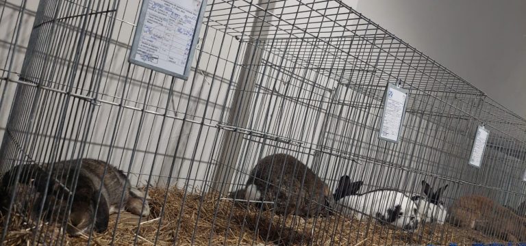 “Rase pure“ de păsări și iepuri la expoziție
