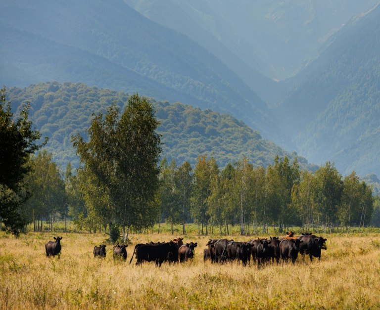 ALBOTA – de la păstrăvărie la producător. Peste 150 de produse de casă