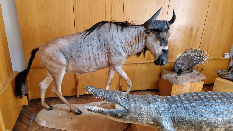 Expoziție temporară la Muzeul Municipal Mediaș