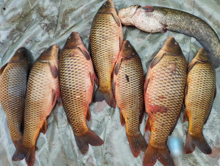 FOTO: Doi bărbați prinși cu zeci de kilograme de pește. Ambii au fost reținuți