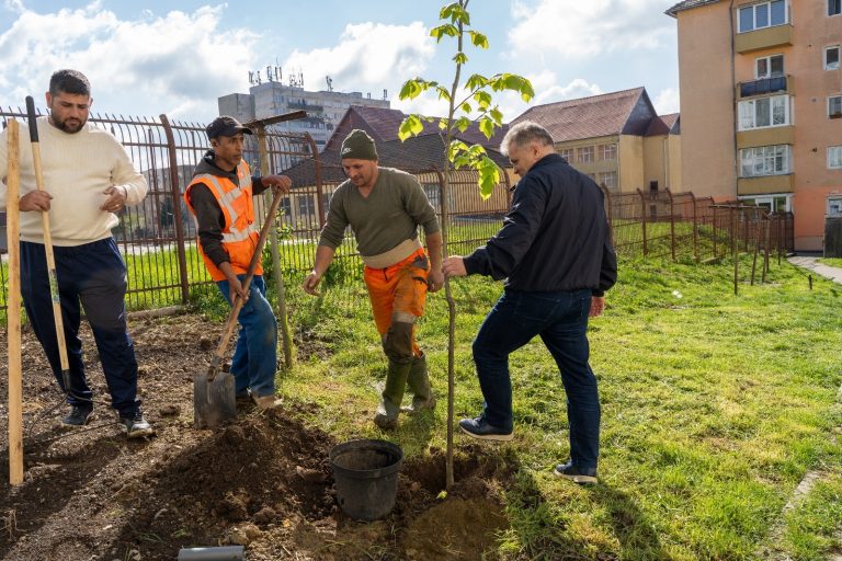 FOTO/VIDEO: Au început plantările de primăvară în Mediaș. 120 de tei au „răsărit” în Gura Câmpului și zona Stadionului