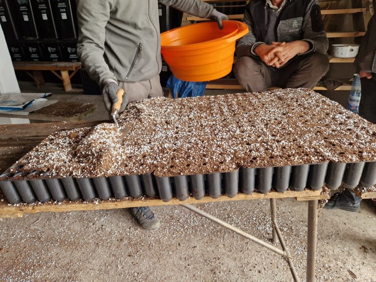 Solariile Ocolului Silvic Miercurea Sibiului, 168300 de puieți