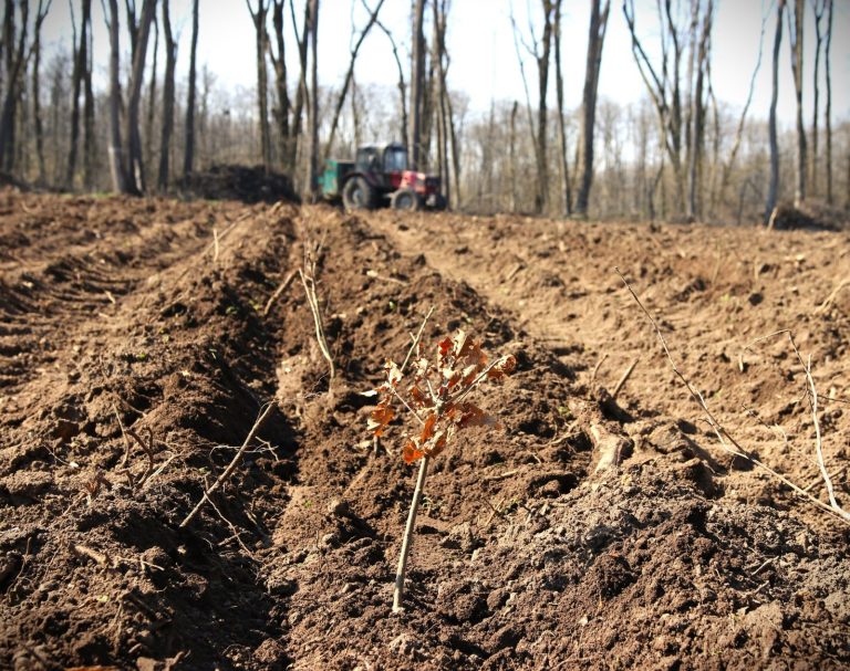 Romsilva va reîmpăduri 341,1 hectare afectate de calamități