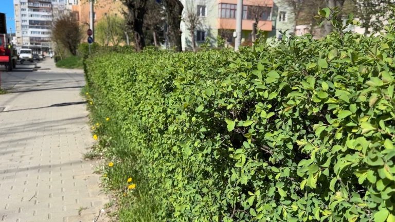 FOTO: Se refac zonele verzi din Mediaș afectate de lucrările la sistemele de apă și canalizare